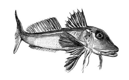 Victorian engraving of a red gurnard fish. Digitally restored image from a mid-19th century Encyclopaedia.の写真素材
