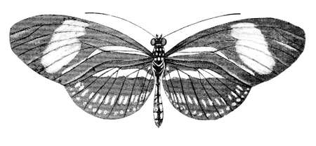 19th century engraving of a butterfly Heliconia Hermathaenaの写真素材