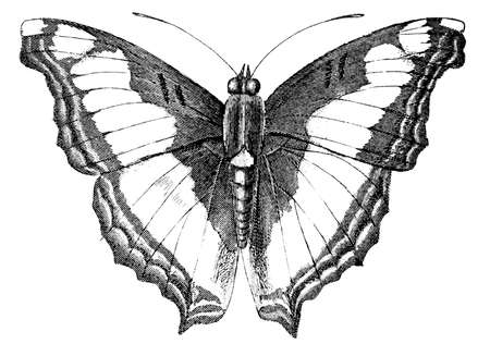 19th century engraving of an Emperor butterflyの写真素材