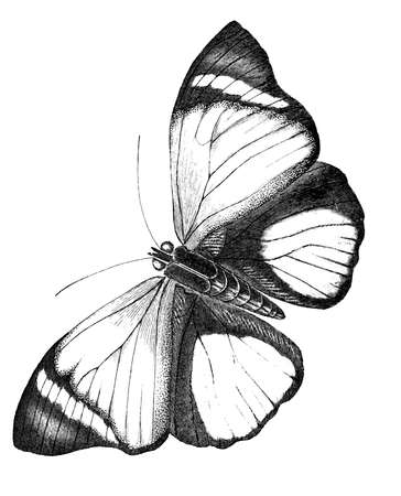 19th century engraving of a butterfly Agrias Claudiaの写真素材