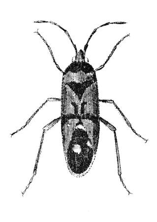 19th century engraving of a lygaeus or seed bug