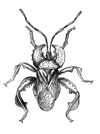 19th century engraving of a beetle