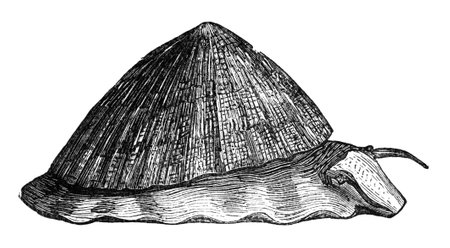 19th century engraving of a limpetの写真素材