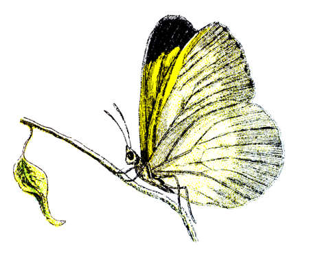 19th century engraving of a colourful butterflyの写真素材