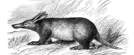 Victorian engraving of an aardvark. Digitally restored image from a mid-19th century Encyclopaedia.の写真素材