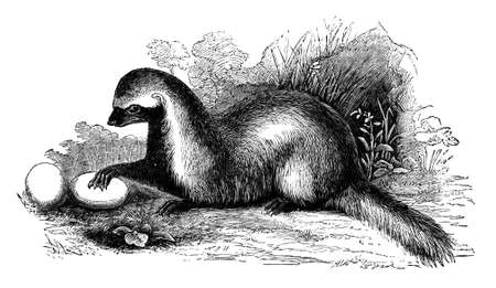 19th century engraving of a Grison or weaselの写真素材