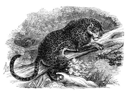 19th century engraving of a jaguarの写真素材