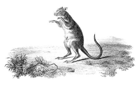 19th century engraving of a poporoo or kangaroo ratの写真素材