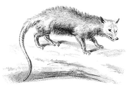 19th century engraving of an opossumの写真素材