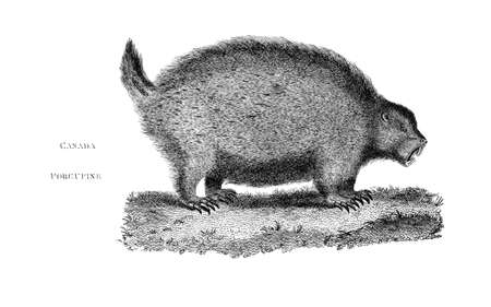 Victorian engraving of a Canada porcupine. Digitally restored image from a mid-19th century Encyclopaedia.の写真素材