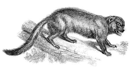 19th century engraving of a wolverineの写真素材