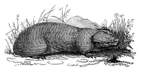 19th century engraving of a mole ratの写真素材