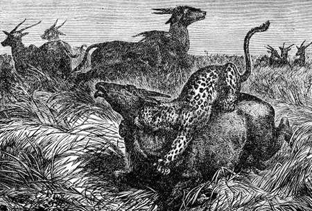 Victorian engraving of a leopard catching a deerの写真素材