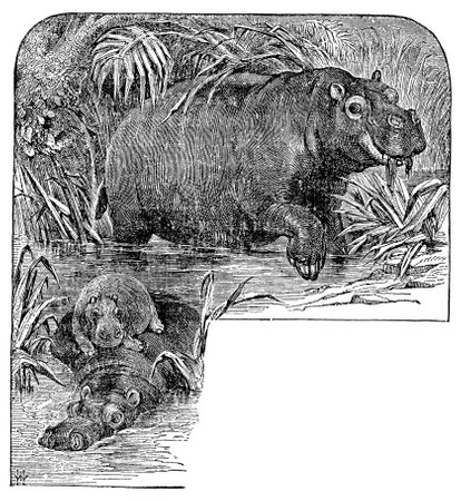 Victorian engraving of hippo mother with babiesの写真素材