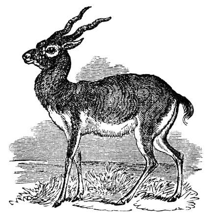 Victorian engraving of an antelope. Digitally restored image from a mid-19th century Encyclopaedia.の写真素材