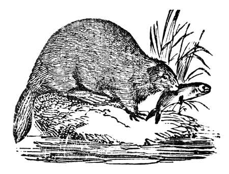 Victorian engraving of a beaver. Digitally restored image from a mid-19th century Encyclopaedia.の写真素材