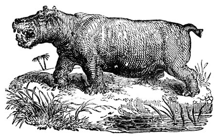 Victorian engraving of a hippopotamus. Digitally restored image from a mid-19th century Encyclopaedia.の写真素材