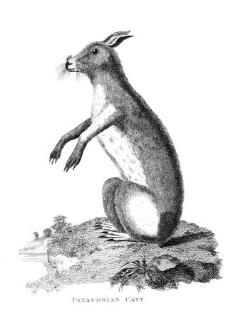 Digitally restored image from a mid-19th century Encyclopaedia.の写真素材