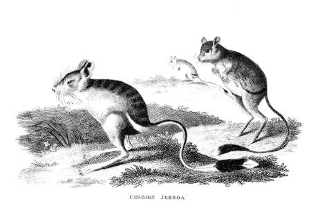 Victorian engraving of a jerboa. Digitally restored image from a mid-19th century Encyclopaedia.の写真素材