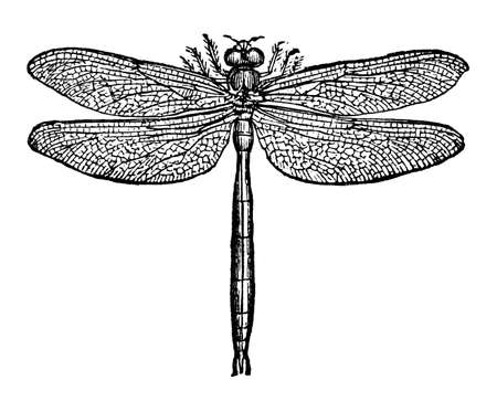 Victorian engraving of a dragonfly. Digitally restored image from a mid-19th century Encyclopaedia.の写真素材