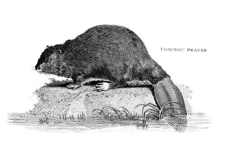 Victorian engraving of a beaver. Digitally restored image from a mid-19th century Encyclopaedia.の写真素材