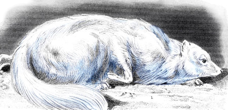 Victorian engraving of an arctic fox. Digitally restored image from a mid-19th century Encyclopaedia.の写真素材