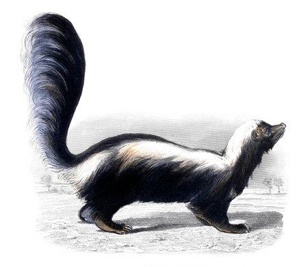 Victorian engraving of a skunk. Digitally restored image from a mid-19th century Encyclopaedia.の写真素材
