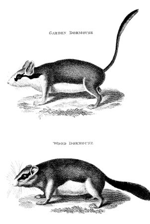 Victorian engraving of a dormouse. Digitally restored image from a mid-19th century Encyclopaedia.の写真素材