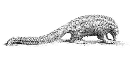 19th century engraving of a pangolinの写真素材