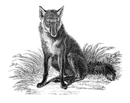 19th century engraving of a foxの写真素材