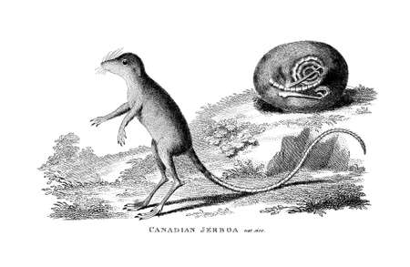 Victorian engraving of a Canadian jerboa. Digitally restored image from a mid-19th century Encyclopaedia.の写真素材