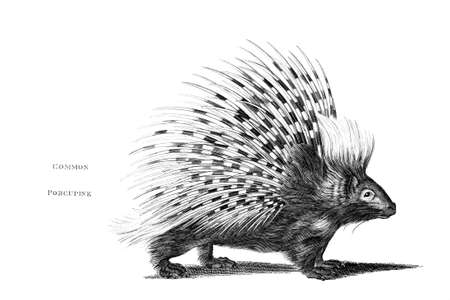 Victorian engraving of a porcupine. Digitally restored image from a mid-19th century Encyclopaedia.の写真素材