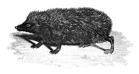 19th century engraving of a hedgehogの写真素材