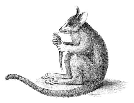 19th century engraving of a Galago or bushbabyの写真素材