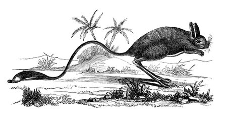 19th century engraving of an Egyptian Jerboaの写真素材