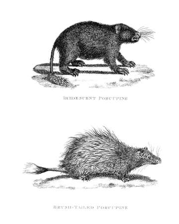 Victorian engraving of a porcupine. Digitally restored image from a mid-19th century Encyclopaedia.の写真素材