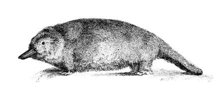 19th century engraving of a duck-billed platypusの写真素材
