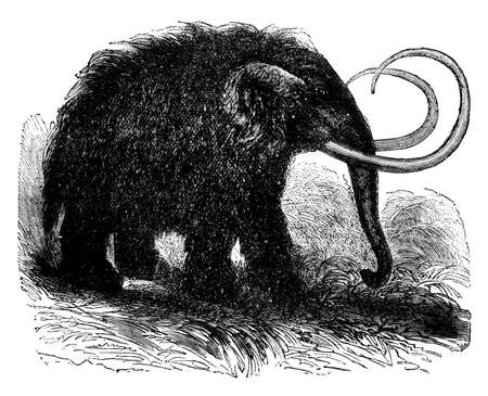 19th century engraving of a wooly mammothの写真素材
