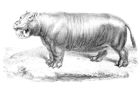 19th century engraving of an hippopotamusの写真素材