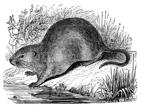 19th century engraving of a water voleの写真素材