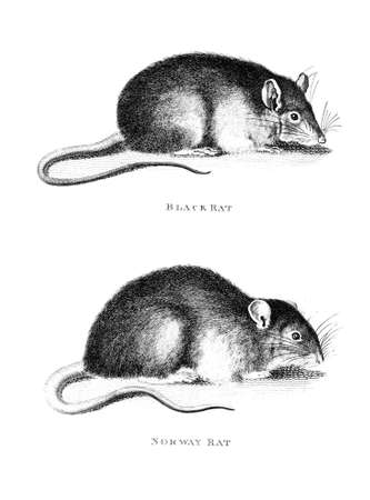 Victorian engraving of a rat. Digitally restored image from a mid-19th century Encyclopaedia.の写真素材