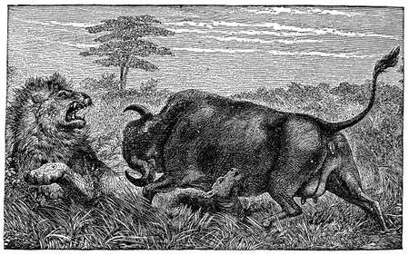 Victorian engraving of a buffalo goring a lionの写真素材