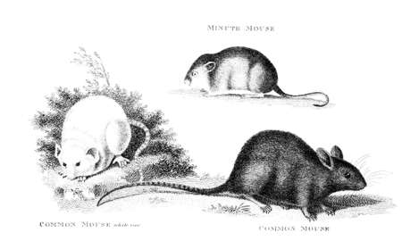 Victorian engraving of a mouse. Digitally restored image from a mid-19th century Encyclopaedia.の写真素材