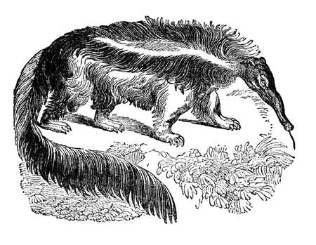 Victorian engraving of an anteater. Digitally restored image from a mid-19th century Encyclopaedia.の写真素材