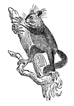 Victorian engraving of an aye-aye lemur. Digitally restored image from a mid-19th century Encyclopaedia.の写真素材