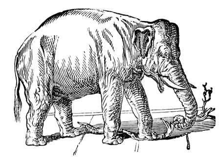 Victorian engraving of an Indian elephant. Digitally restored image from a mid-19th century Encyclopaedia.の写真素材