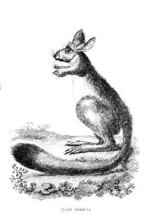 Victorian engraving of a jerboa. Digitally restored image from a mid-19th century Encyclopaedia.の写真素材
