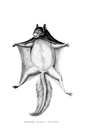 Victorian engraving of a flying squirrel. Digitally restored image from a mid-19th century Encyclopaedia.の写真素材