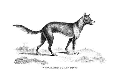 Victorian engraving of a dingo. Digitally restored image from a mid-19th century Encyclopaedia.の写真素材