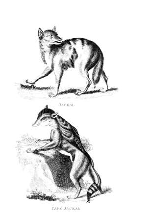 Victorian engraving of a jackal. Digitally restored image from a mid-19th century Encyclopaedia.の写真素材
